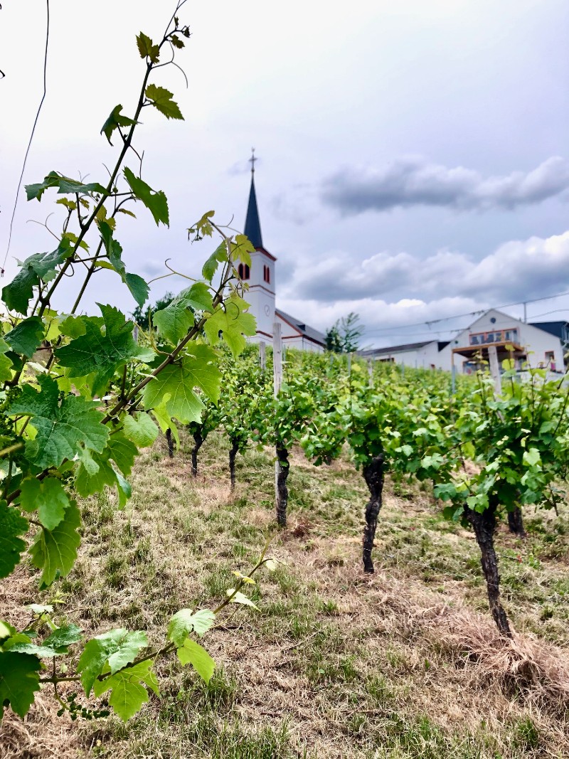 Vineyards in the Mosel
