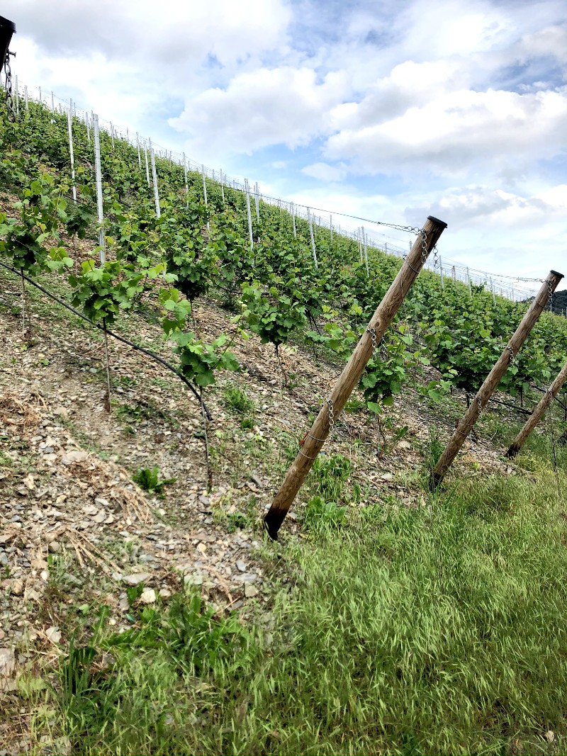 Vineyards near Minheim, Germany